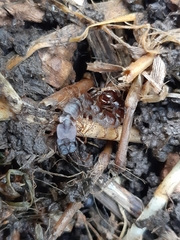 Lithobiomorpha