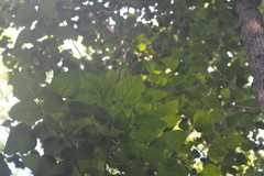 Populus heterophylla