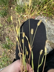 Setaria pumila