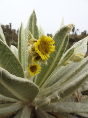Espeletia pycnophylla