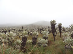 Espeletia pycnophylla
