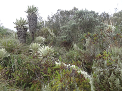 Espeletia pycnophylla