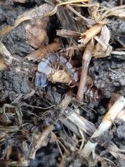 Lithobiomorpha