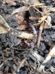Lithobiomorpha