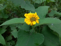 Smallanthus maculatus