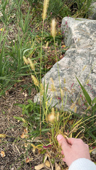 Setaria pumila