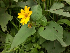 Smallanthus maculatus