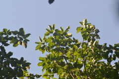 Populus heterophylla