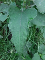 Smallanthus maculatus