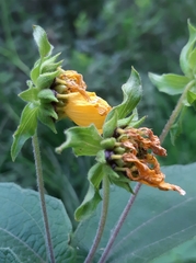 Smallanthus maculatus