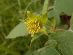 Smallanthus maculatus