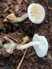 Leucocybe candicans