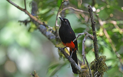 Hypopyrrhus pyrohypogaster