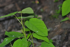 Populus heterophylla