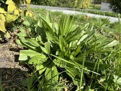Plantago lanceolata