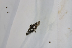Desmia funeralis