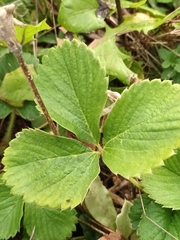 Fragaria viridis