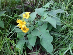 Smallanthus maculatus