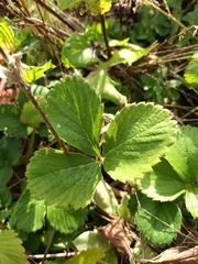 Fragaria viridis