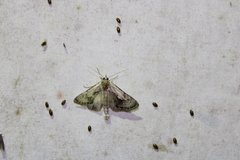 Chrysanympha formosa