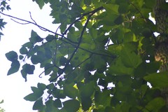 Populus heterophylla