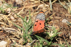 Acraea neobule