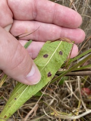 Cercospora