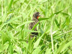 Leistes militaris