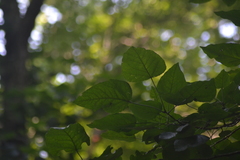 Populus heterophylla