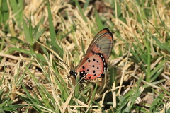 Acraea neobule