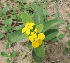 Stigmaphyllon paralias