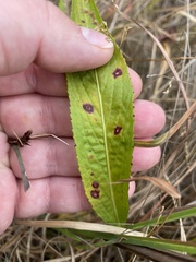 Cercospora