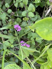 Lantana montevidensis