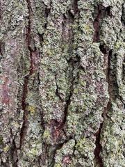 Physcia millegrana