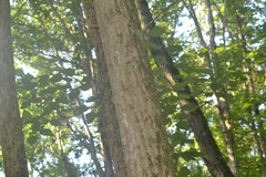 Populus heterophylla