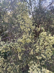 Passerina
