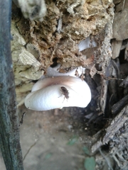 Suillia variegata