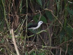 Fluvicola albiventer