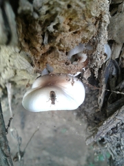 Suillia variegata