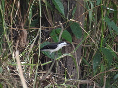 Fluvicola albiventer