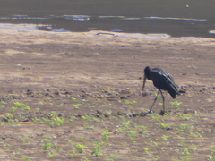 Anastomus lamelligerus