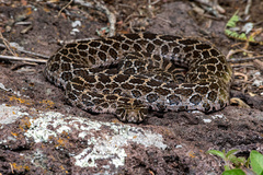 Crotalus polystictus