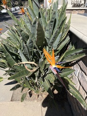 Strelitzia