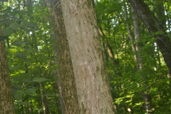 Populus heterophylla