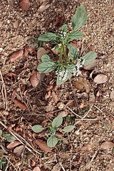 Heliotropium europaeum