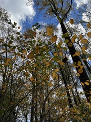 Amelanchier spicata