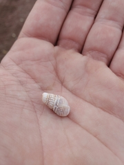 Ilyanassa trivittata