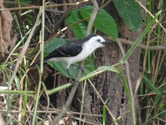 Fluvicola albiventer