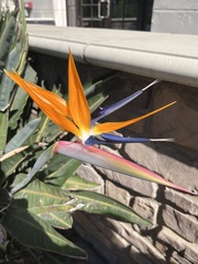 Strelitzia