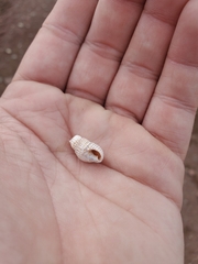 Ilyanassa trivittata